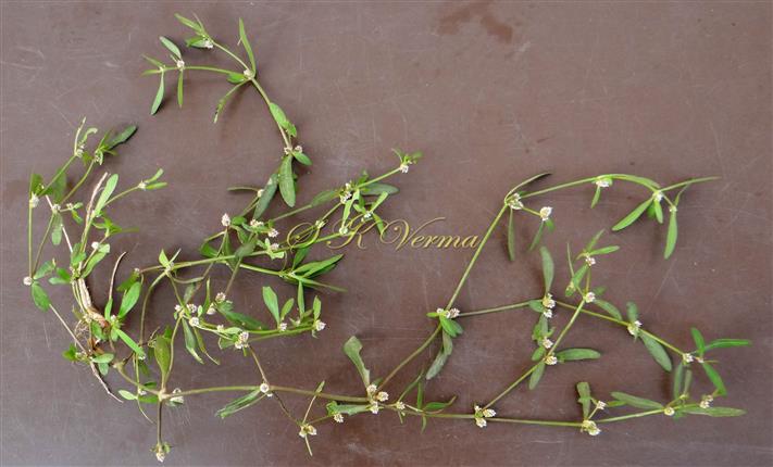  Plant